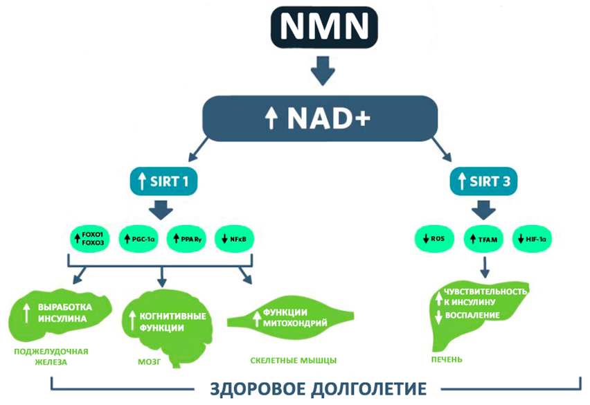 nmn2.jpg nmn2.jpg